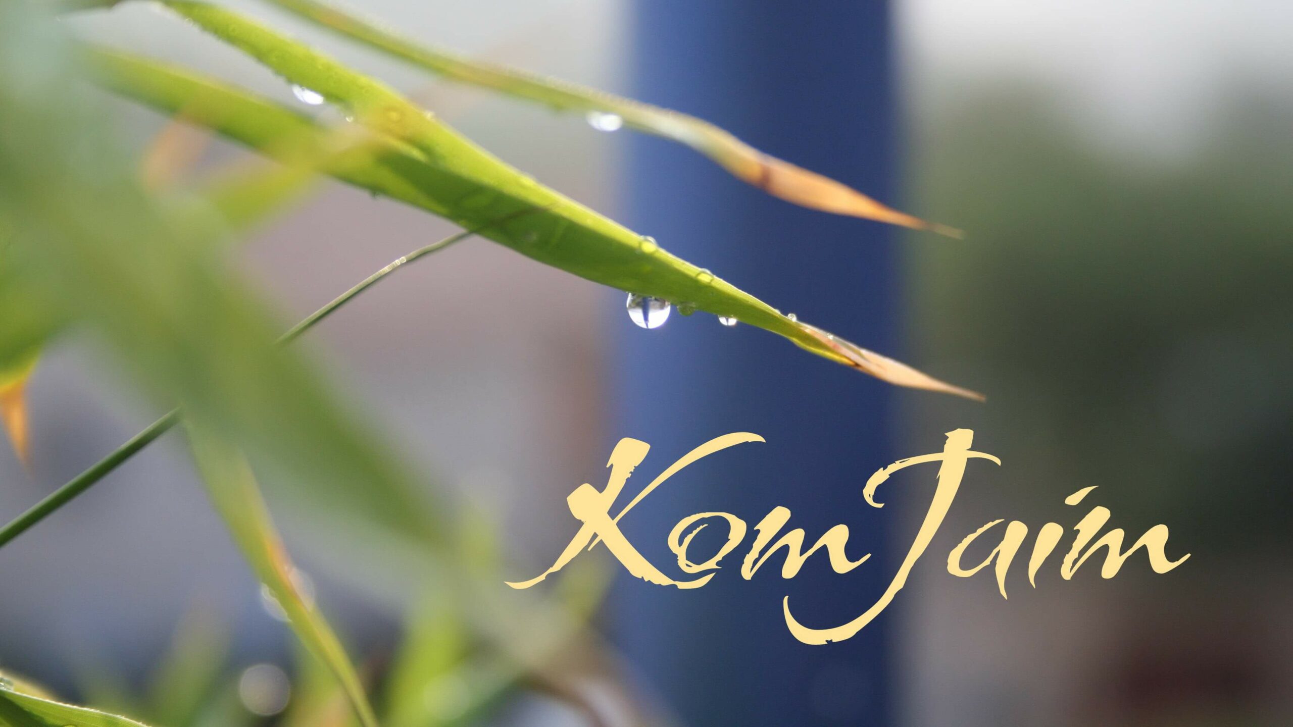 komjaim fond plante recadre